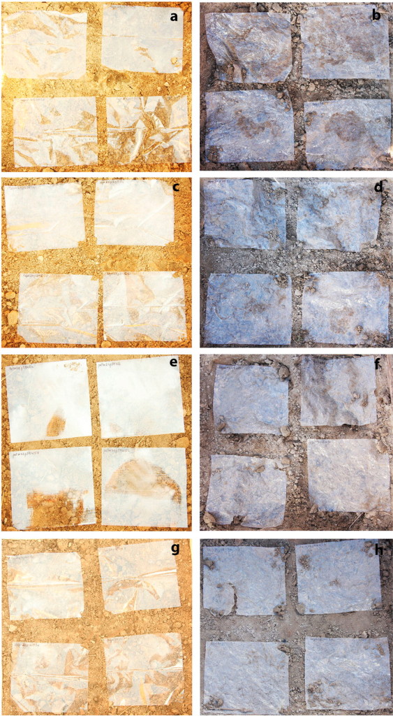 Figure 4. Image of the PE films buried in sandy soil for 1095 d: (a and b) PE film @ 0 and 1095 d, respectively; (c and d) PE E5 film @ 0 and 1095 d, respectively; (e and f) PE W5 film @ 0 and 1095 d, respectively; and (g and h) PE S5 film @ 0 and 1095 d, respectively. Sample dimensions were 0.2 m width and 0.18 m height.