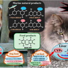 Fish-flavored cat food could contribute to feline hyperthyroidism