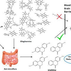 Gut bacteria make pomegranate metabolites that may protect against Alzheimer’s disease