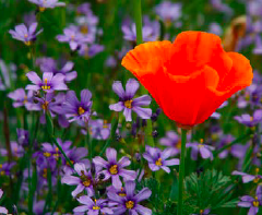 Spring Symposium for the Genetic and Environmental Toxicology Association of Northern California